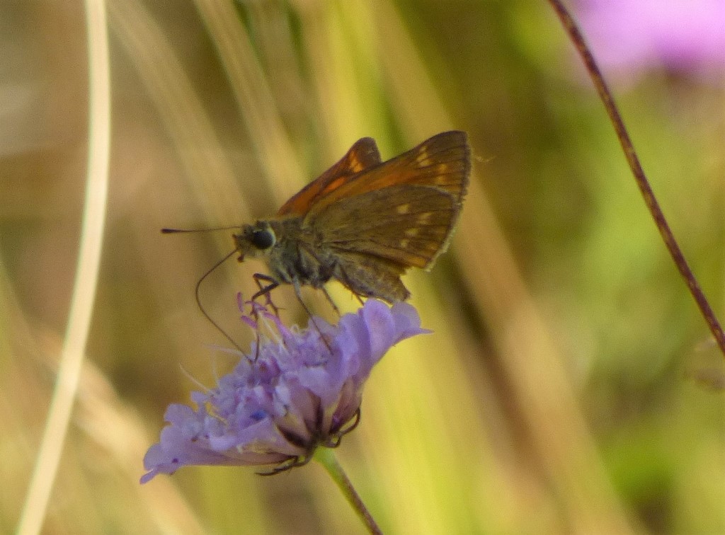 Hesperia Comma?